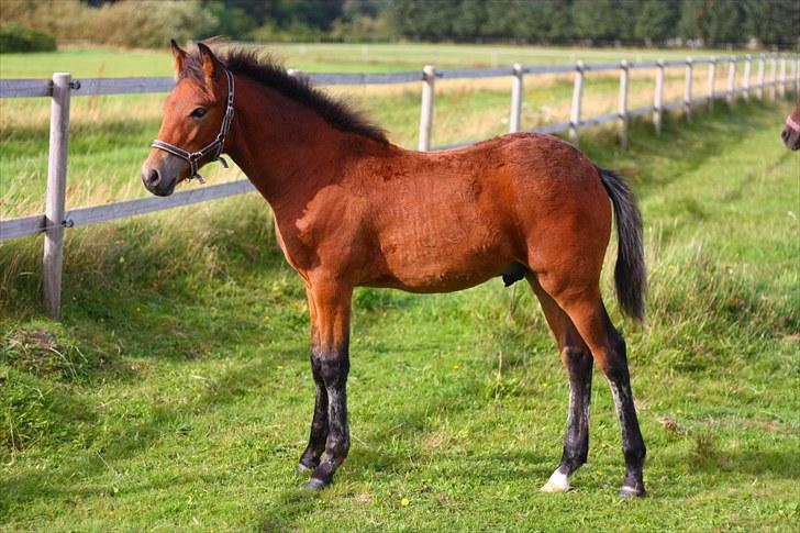 New Forest Calandias Placebo.  billede 19