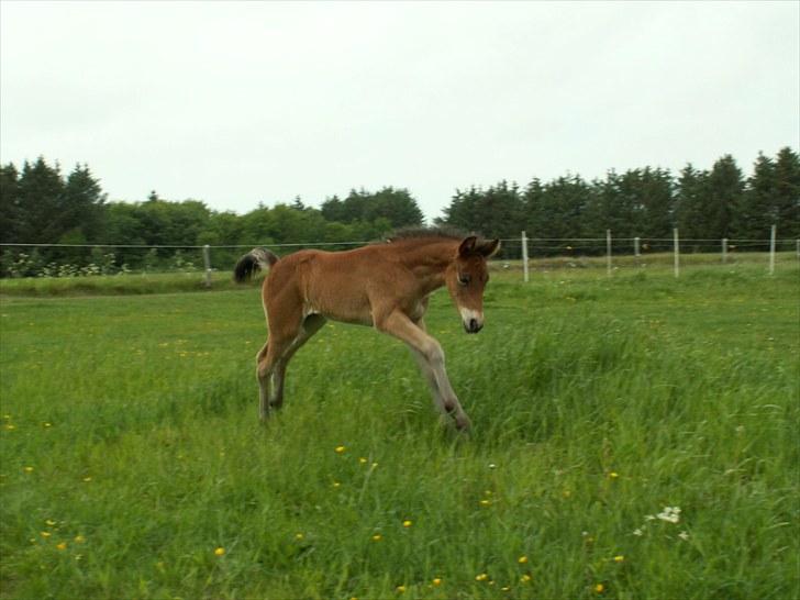 New Forest Calandias Placebo.  billede 20