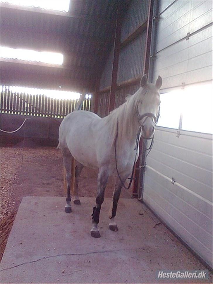 Arabisk fuldblod (OX) *solgt* extream Lady billede 13