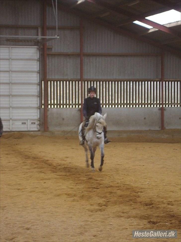 Arabisk fuldblod (OX) *solgt* extream Lady billede 14