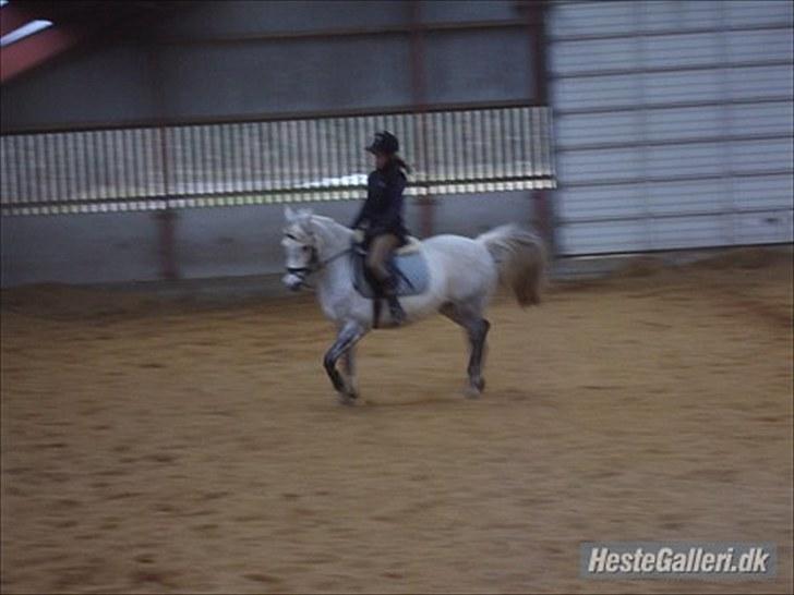 Arabisk fuldblod (OX) *solgt* extream Lady billede 15