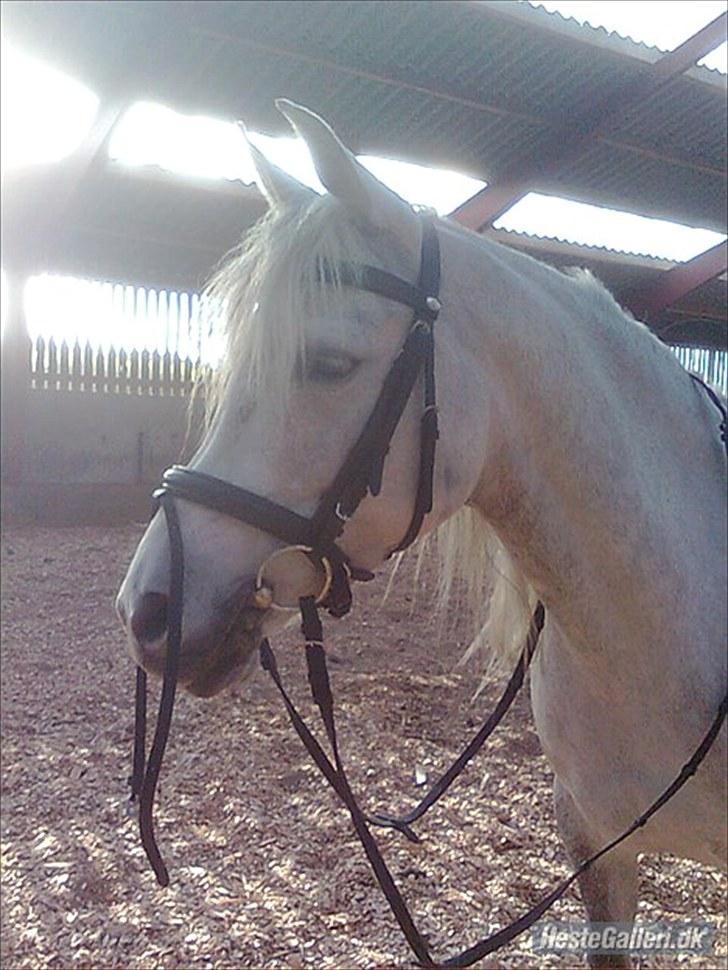 Arabisk fuldblod (OX) *solgt* extream Lady billede 16