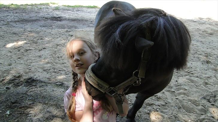 Shetlænder Stengårdens Malou - Du elsker at blive kælet :D billede 10