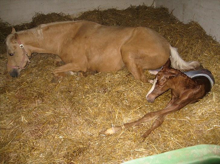 DSP Egelykkes Uno Perfetto billede 1