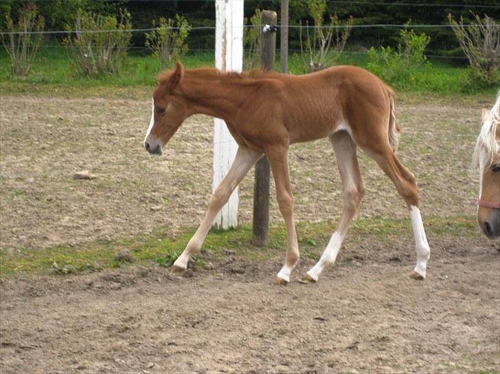 DSP Egelykkes Uno Perfetto billede 2