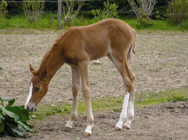 DSP Egelykkes Uno Perfetto billede 3