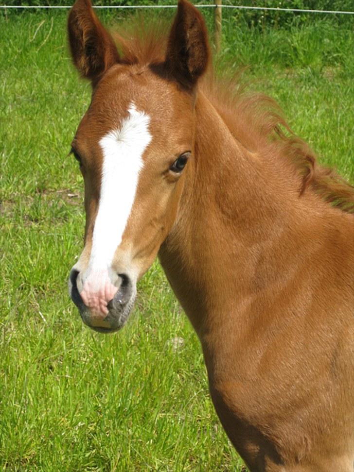 DSP Egelykkes Uno Perfetto billede 4