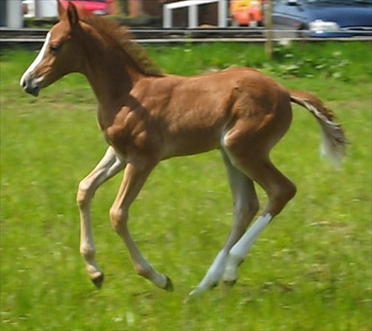 DSP Egelykkes Uno Perfetto billede 5