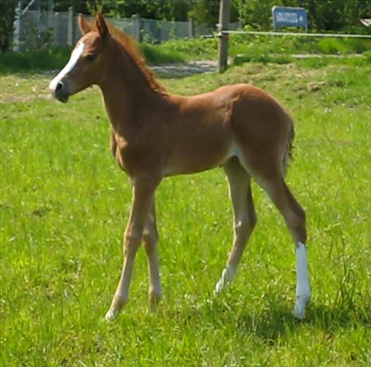 DSP Egelykkes Uno Perfetto billede 6