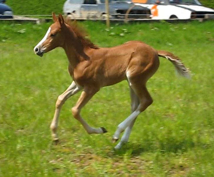 DSP Egelykkes Uno Perfetto billede 7