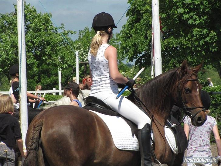 Arabisk fuldblod (OX) Ronja billede 8
