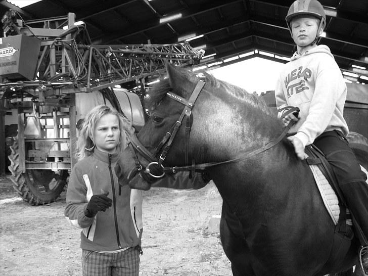 Anden særlig race Yasmin<3 - Smukke hest med ejer og begynder rytter. billede 1