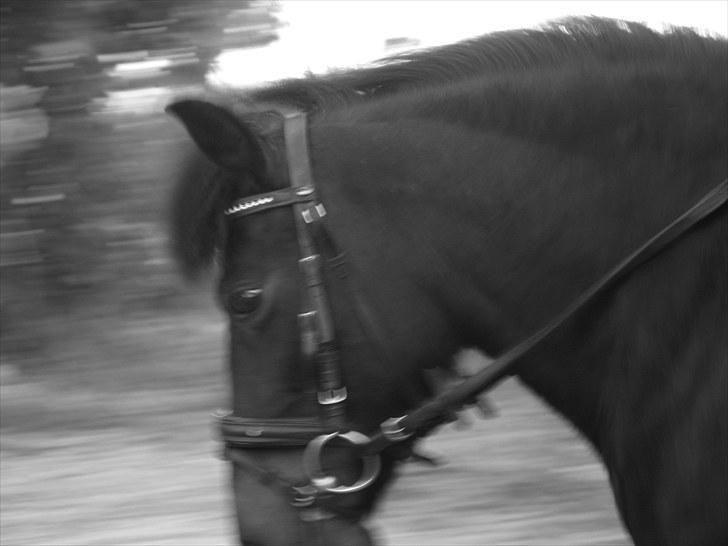 Anden særlig race Yasmin<3 - Hun kan da godt billede 3