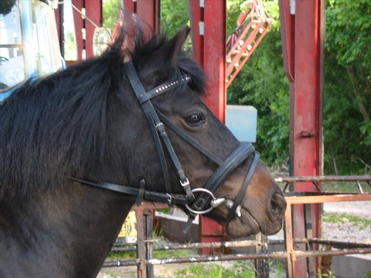 Anden særlig race Yasmin<3 - lidt flot kan man da godt være billede 4