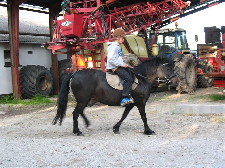 Anden særlig race Yasmin<3 - hmm billede 6