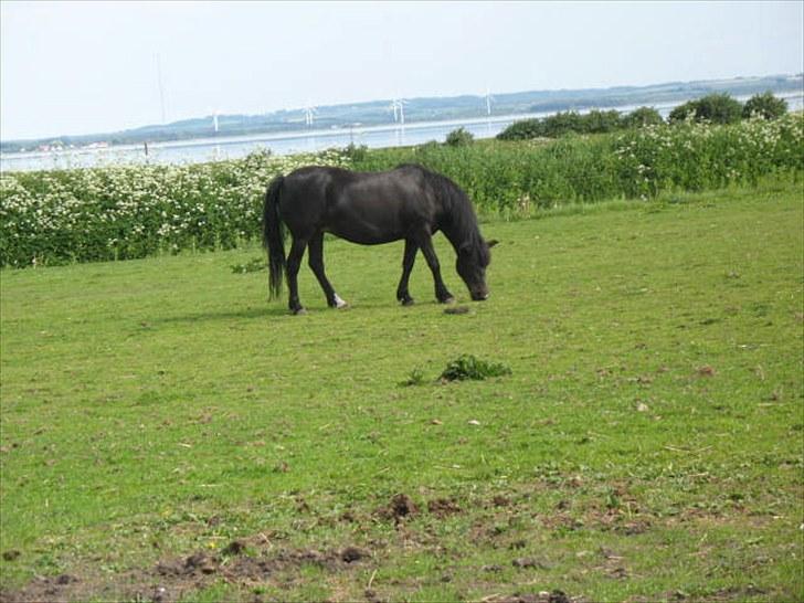 Anden særlig race Yasmin<3 - så smider vi lige grimen og ser lækker ud :O billede 8