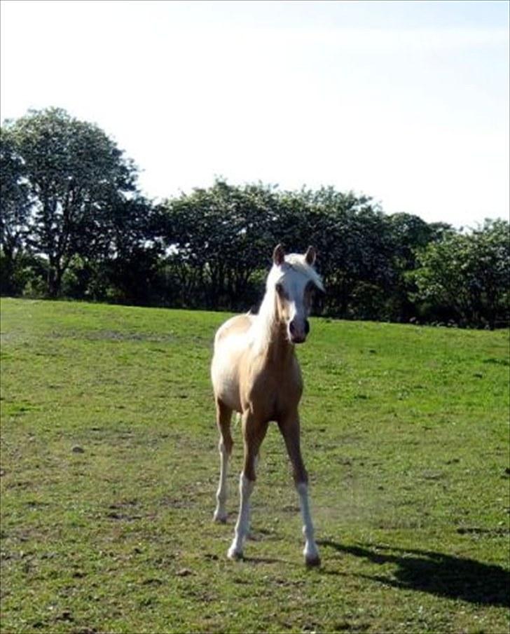 DSP Goldfever Hella Bella billede 1