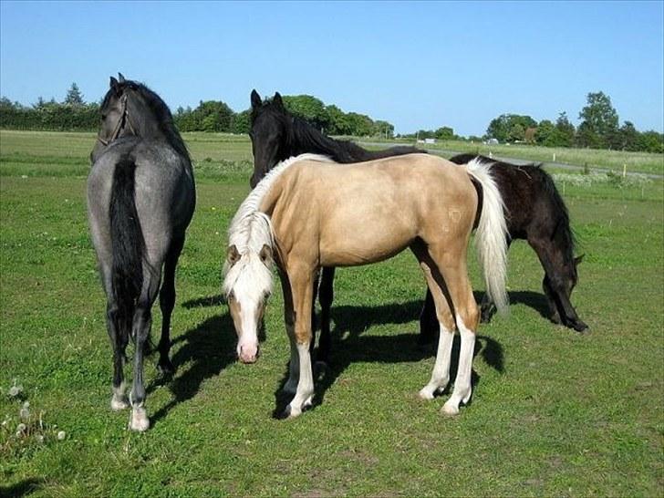 DSP Goldfever Hella Bella billede 2