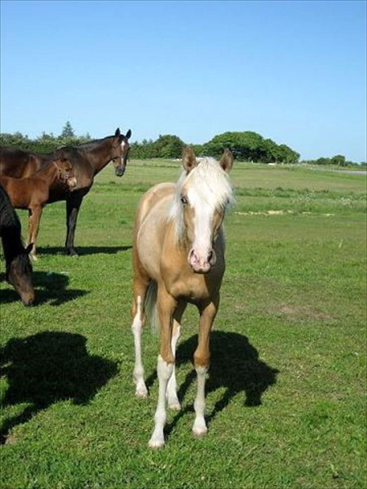 DSP Goldfever Hella Bella billede 3