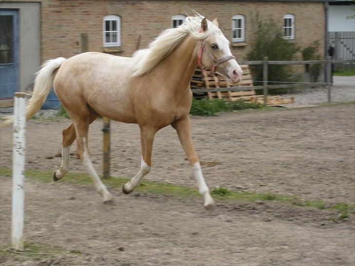 DSP Goldfever Hella Bella billede 4