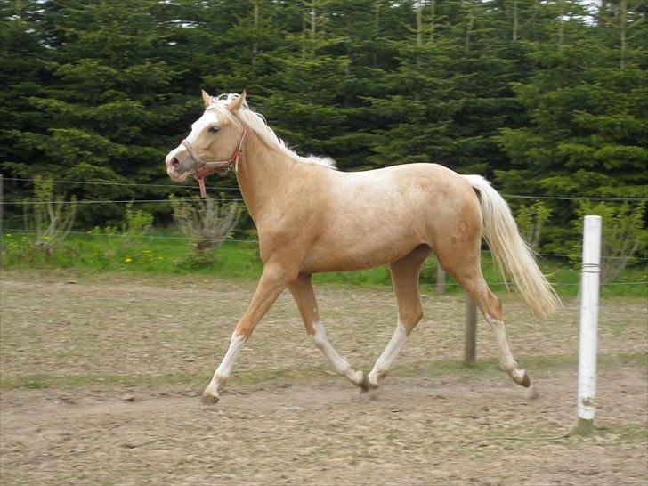 DSP Goldfever Hella Bella billede 5