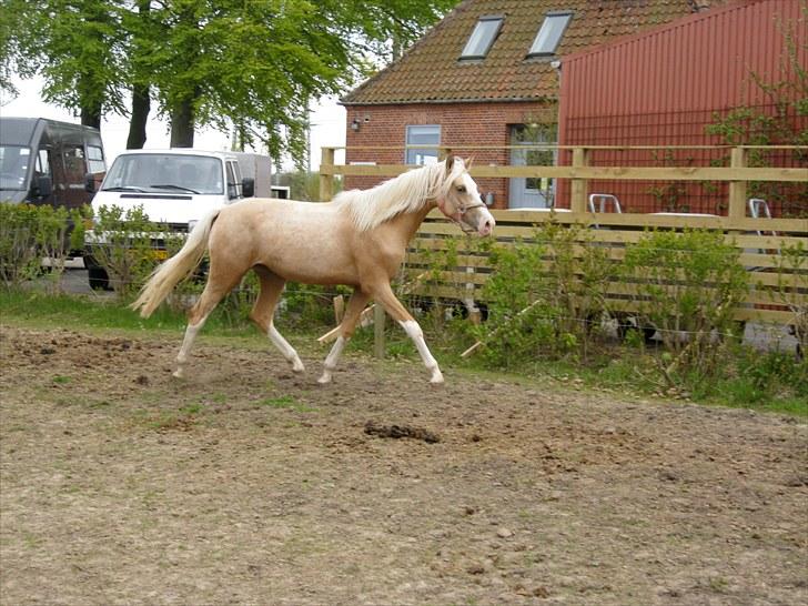 DSP Goldfever Hella Bella billede 6