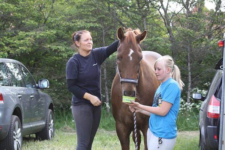 Dansk Varmblod Lando Alsidig billede 11