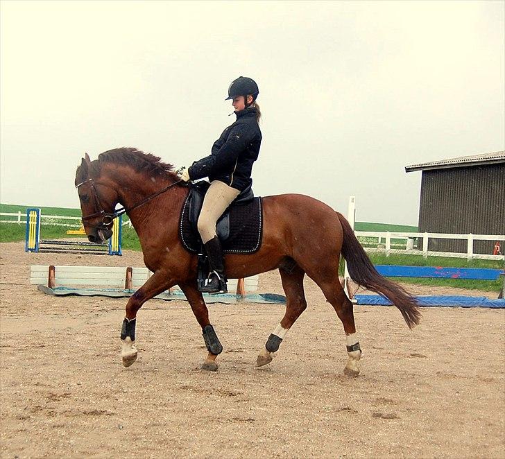 Anden særlig race Ami 'tidligere part(-;' - 3) Fordi du er en fantastisk pony der har lært mig så meget.  billede 3