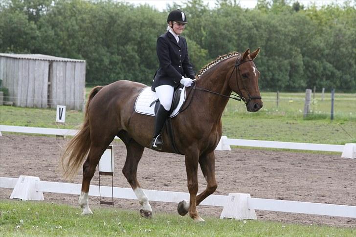 Dansk Varmblod Lando Alsidig billede 12