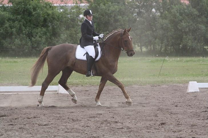 Dansk Varmblod Lando Alsidig billede 13