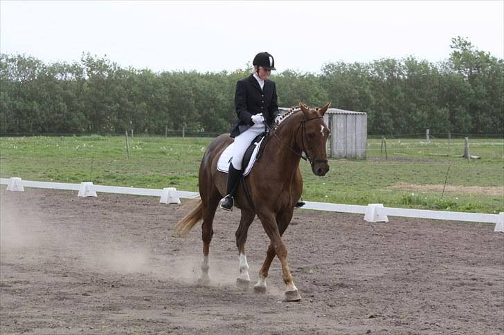 Dansk Varmblod Lando Alsidig billede 14