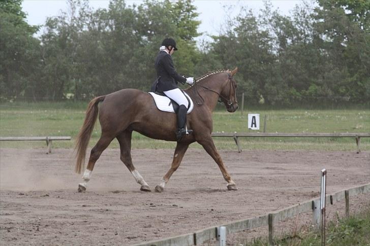 Dansk Varmblod Lando Alsidig billede 15