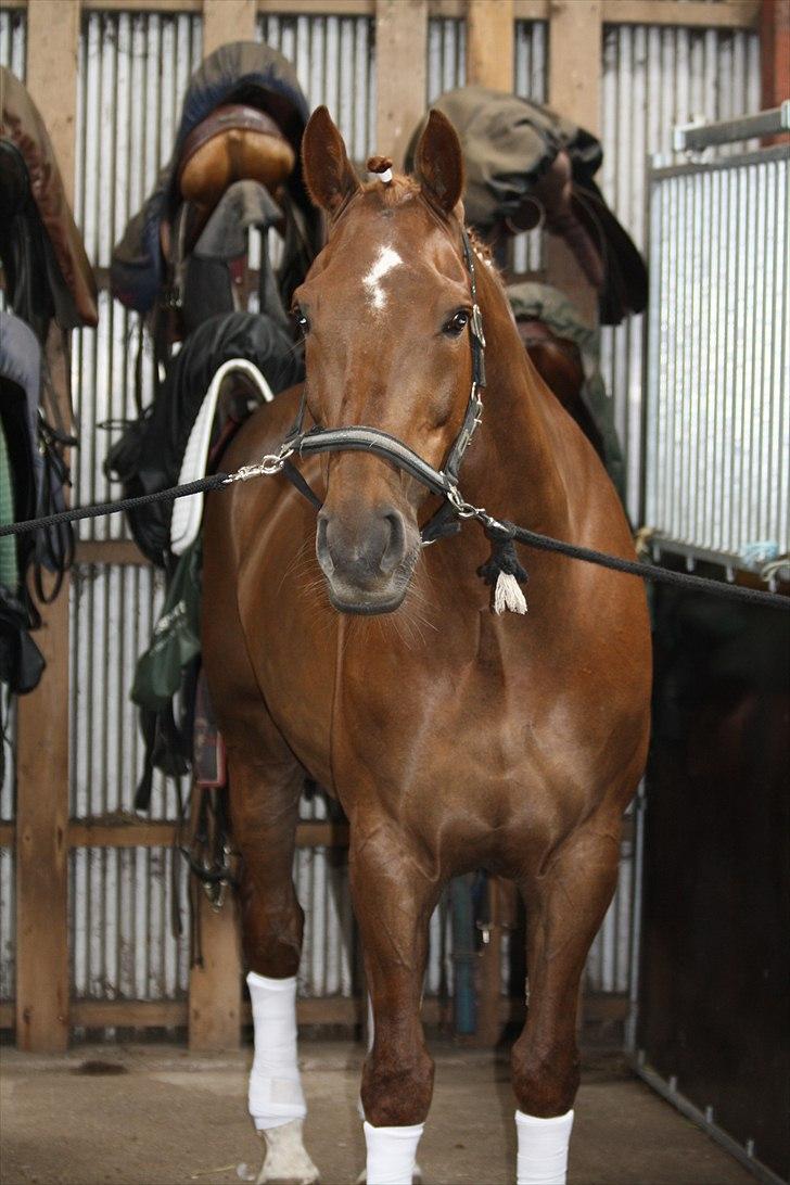 Dansk Varmblod Lando Alsidig billede 16