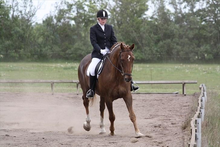 Dansk Varmblod Lando Alsidig billede 17