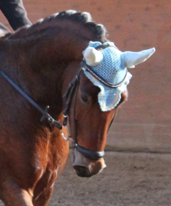 Anden særlig race Magnus [SOLGT] :'( - Foto: Tine billede 1