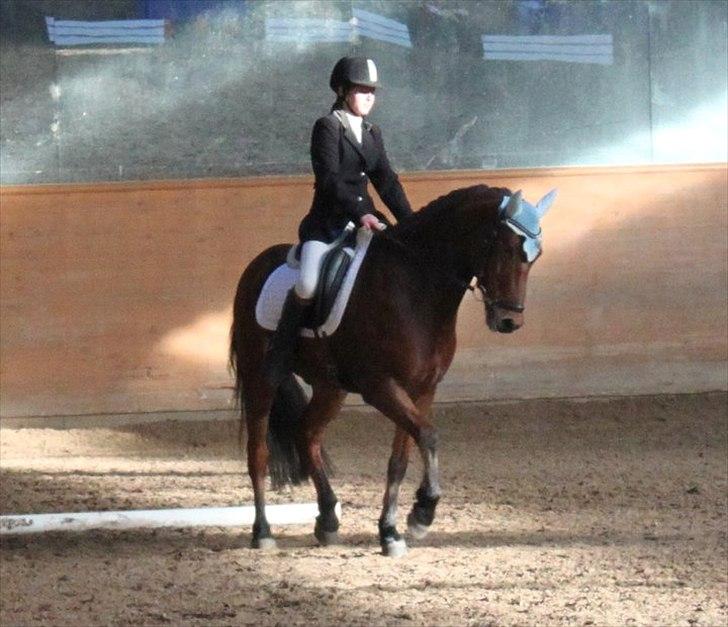 Anden særlig race Magnus [SOLGT] :'( - Bagpartsvending. billede 3