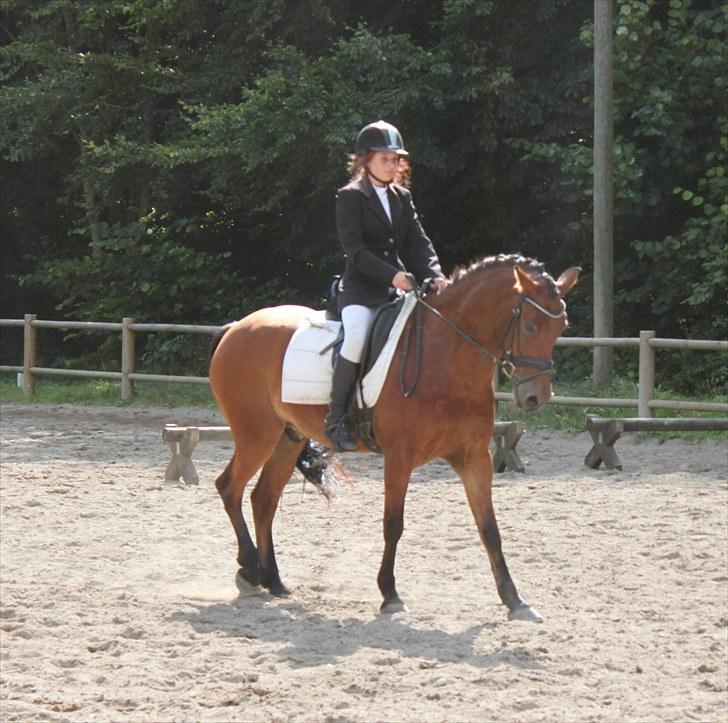 Anden særlig race Magnus [SOLGT] :'( - Foto: Tine billede 5