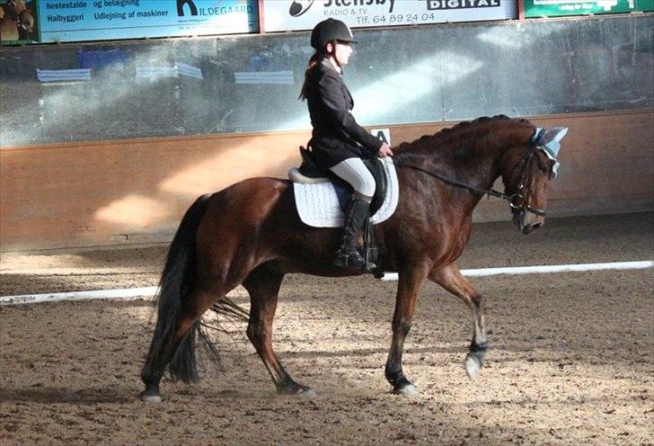 Anden særlig race Magnus [SOLGT] :'( - Middelskridt. billede 6