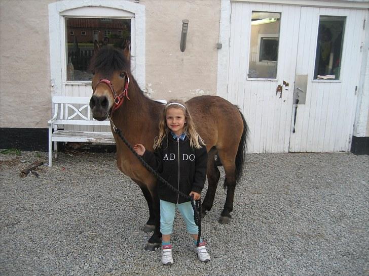 Knabstrupper Søholmsgaards Joker billede 1