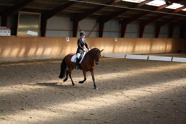 Anden særlig race Magnus [SOLGT] :'( billede 7