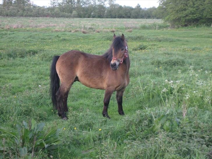 Knabstrupper Søholmsgaards Joker billede 2