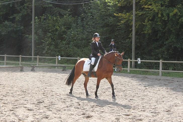 Anden særlig race Magnus [SOLGT] :'( billede 8