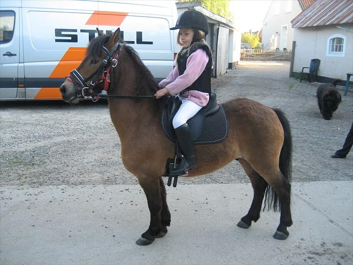 Knabstrupper Søholmsgaards Joker billede 4