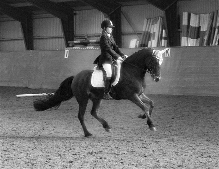 Anden særlig race Magnus [SOLGT] :'( - La1 eller 2 på hestehaven. billede 9