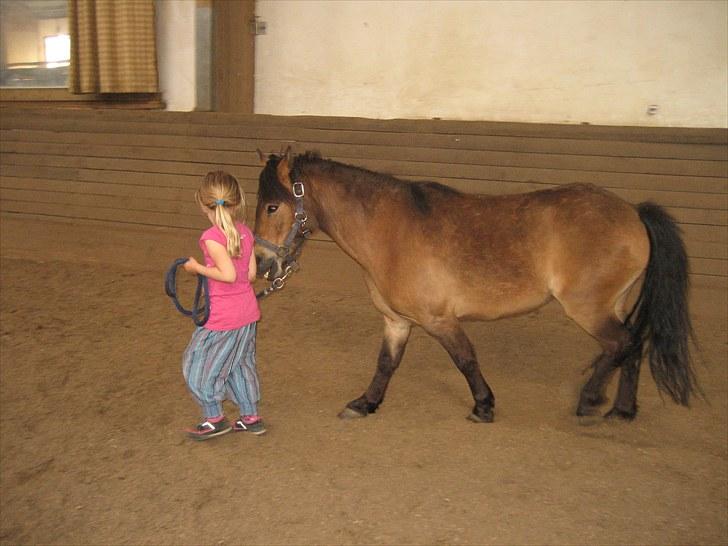 Knabstrupper Søholmsgaards Joker billede 5