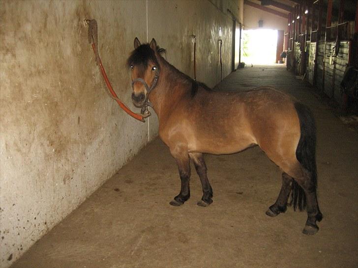 Knabstrupper Søholmsgaards Joker billede 6