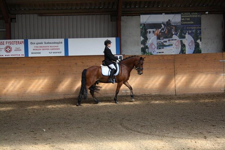 Anden særlig race Magnus [SOLGT] :'( billede 11