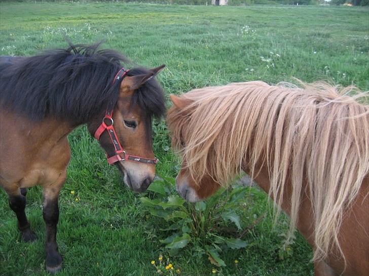 Knabstrupper Søholmsgaards Joker billede 7