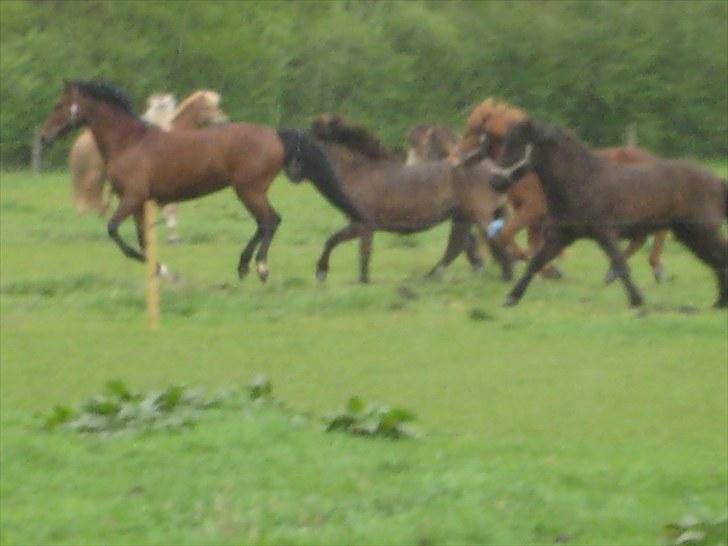 DSP Tavannah billede 5