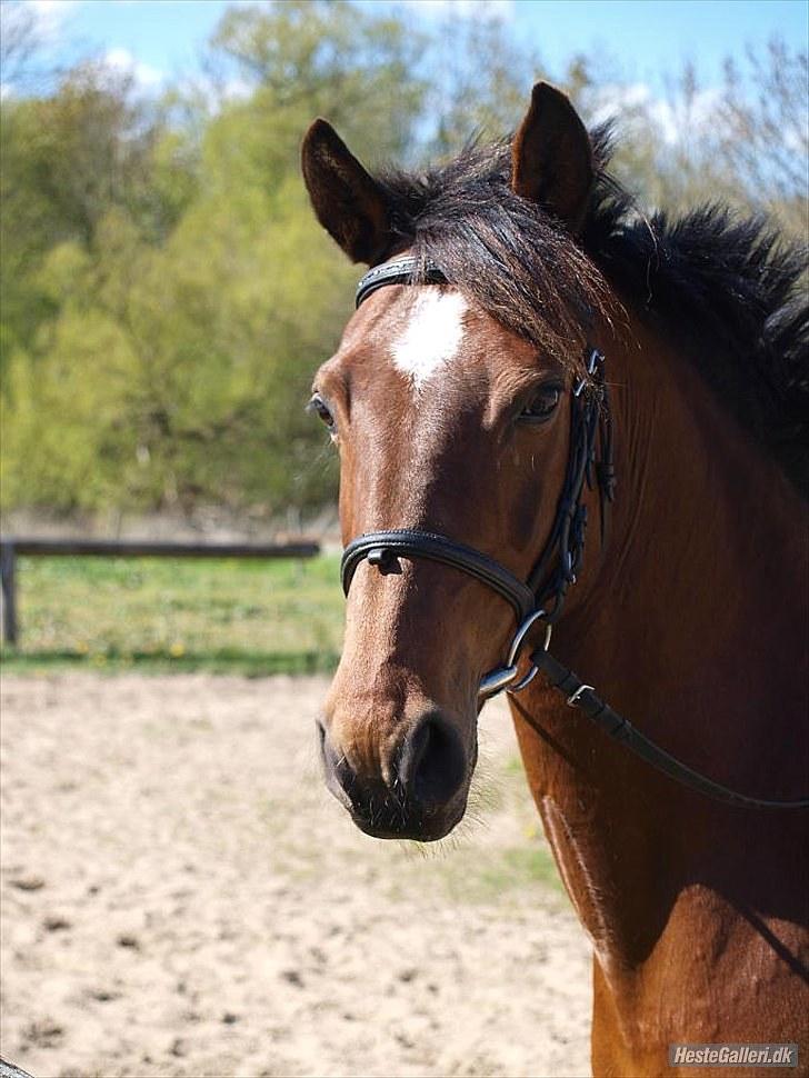 DSP Tavannah - Jeg elsker dig!  billede 6